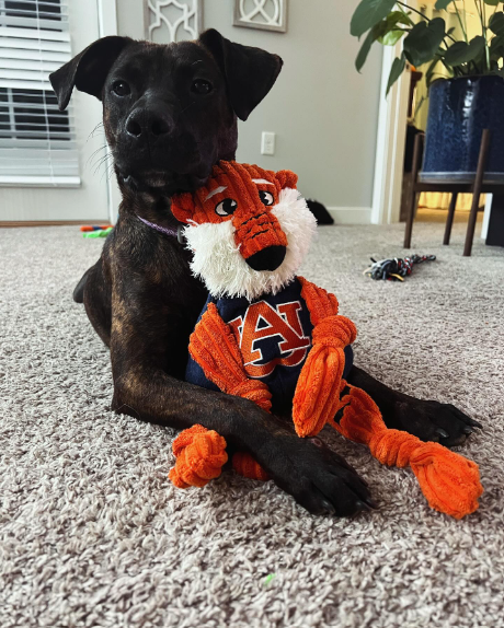 Auburn University, Aubie the Tiger Knottie® Plush Dog Toy